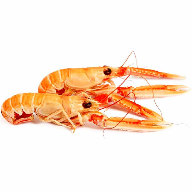 Tôm Hùm Đông Lạnh Palamos – Langoustine 8/12 Frozen