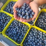 Việt Quất Bay New Zealand (125g)