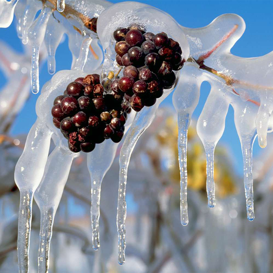 Rượu Vang Tuyết Là Gì – Ice Wine?