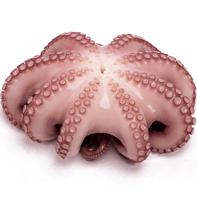 Bạch tuộc đông lạnh Palamos – Frozen Octopus (~2.5kg)